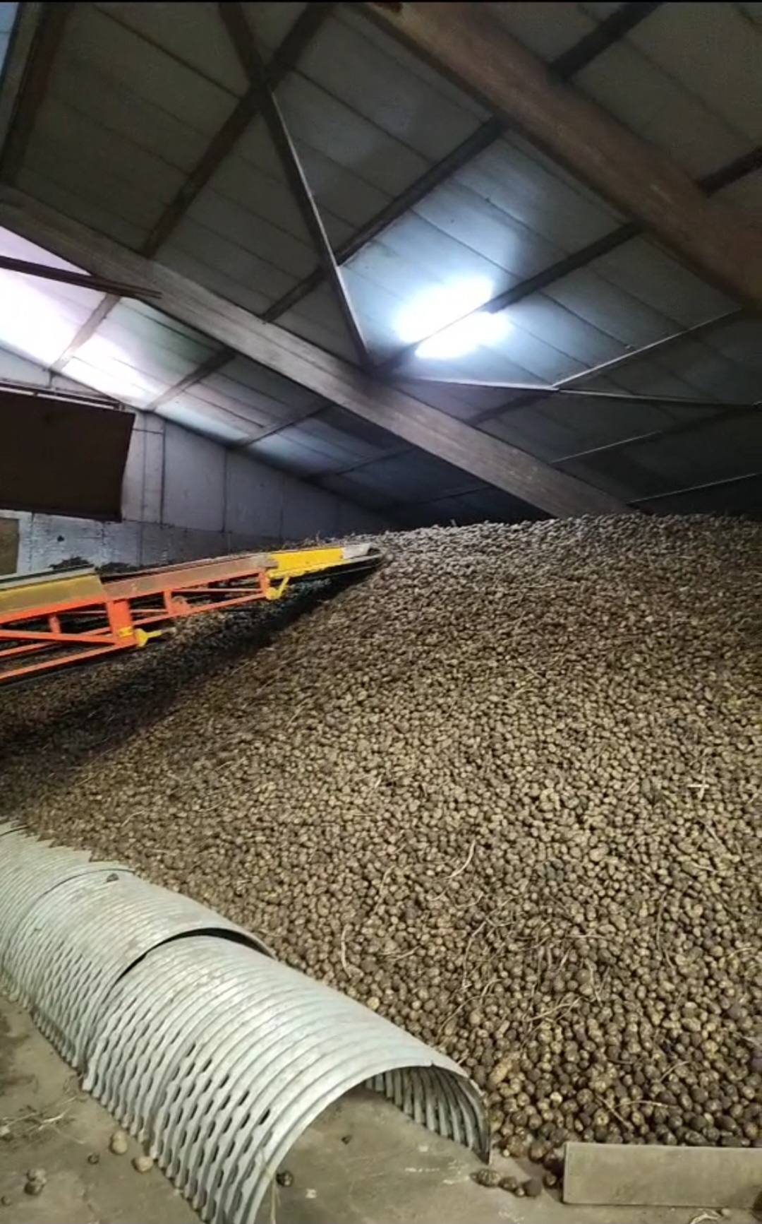 Zetmeelaardappelen gerooid.