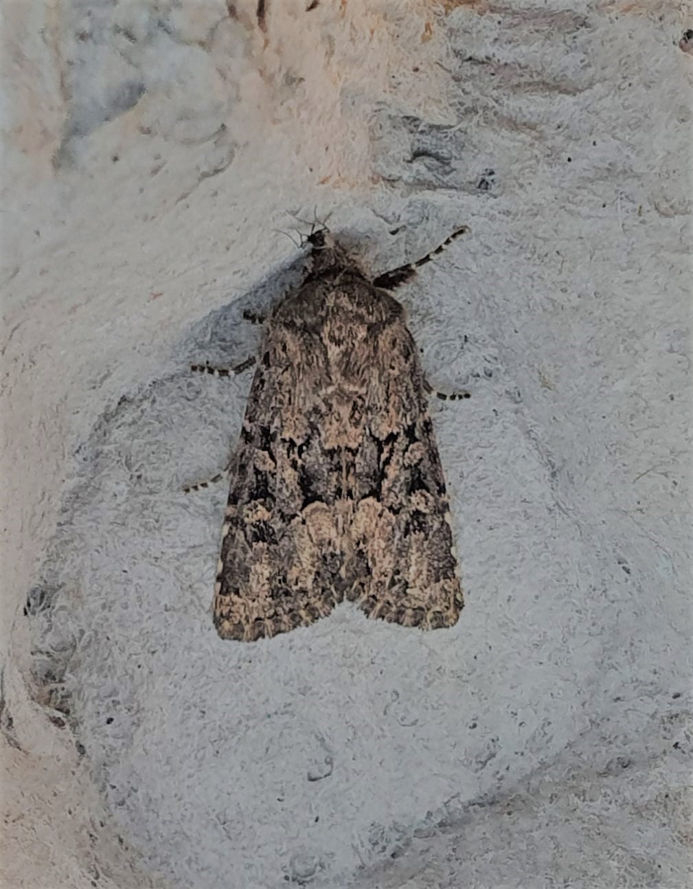 Nachtvlinders/Bimag 2023. Nachtvlinders/Bimag 2023.