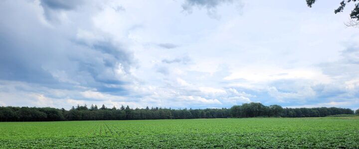 Laat de zomer maar komen. Laat de zomer maar komen.