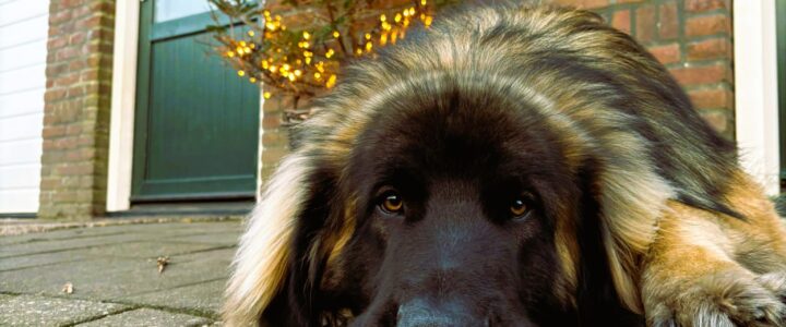 Fijne kerstdagen en een goed 2026.